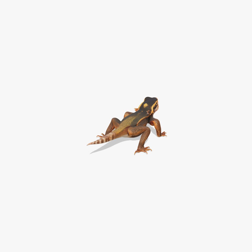 Desert Bearded Dragon model pack