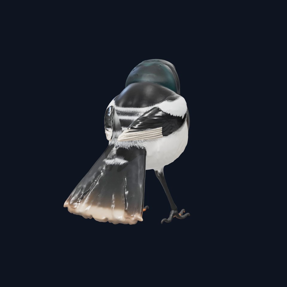 Elegant Magpie Bird model pack