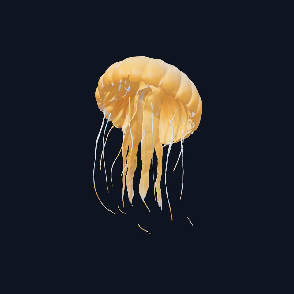 Elegant Jellyfish model pack