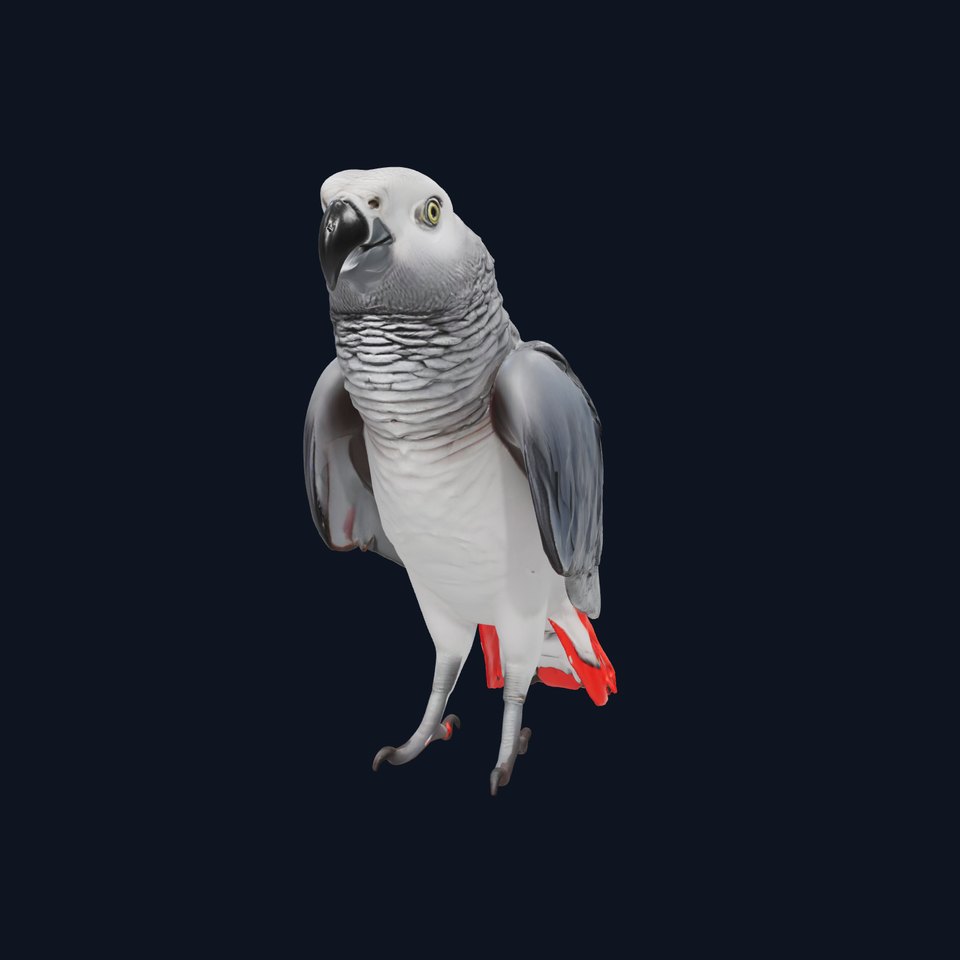 African Grey Parrot model pack