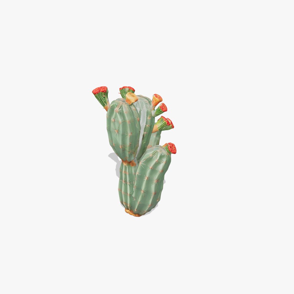 Cactus Blossom model pack