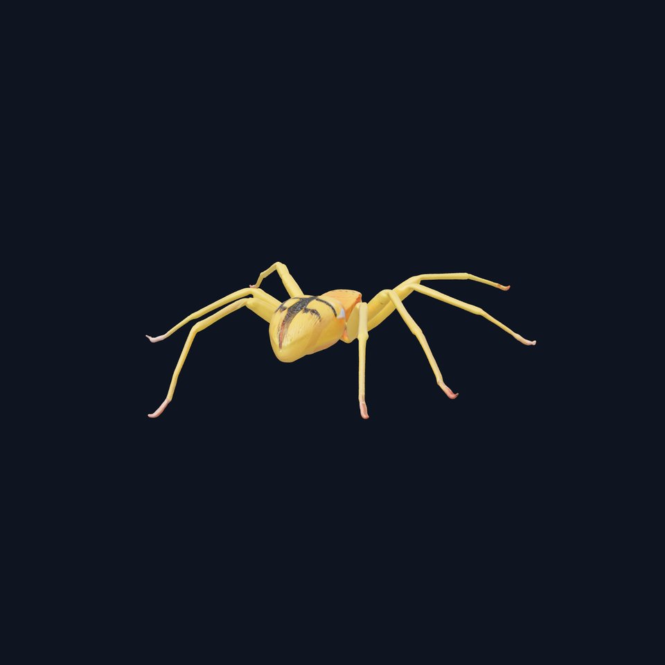 Golden Crab Spider model pack