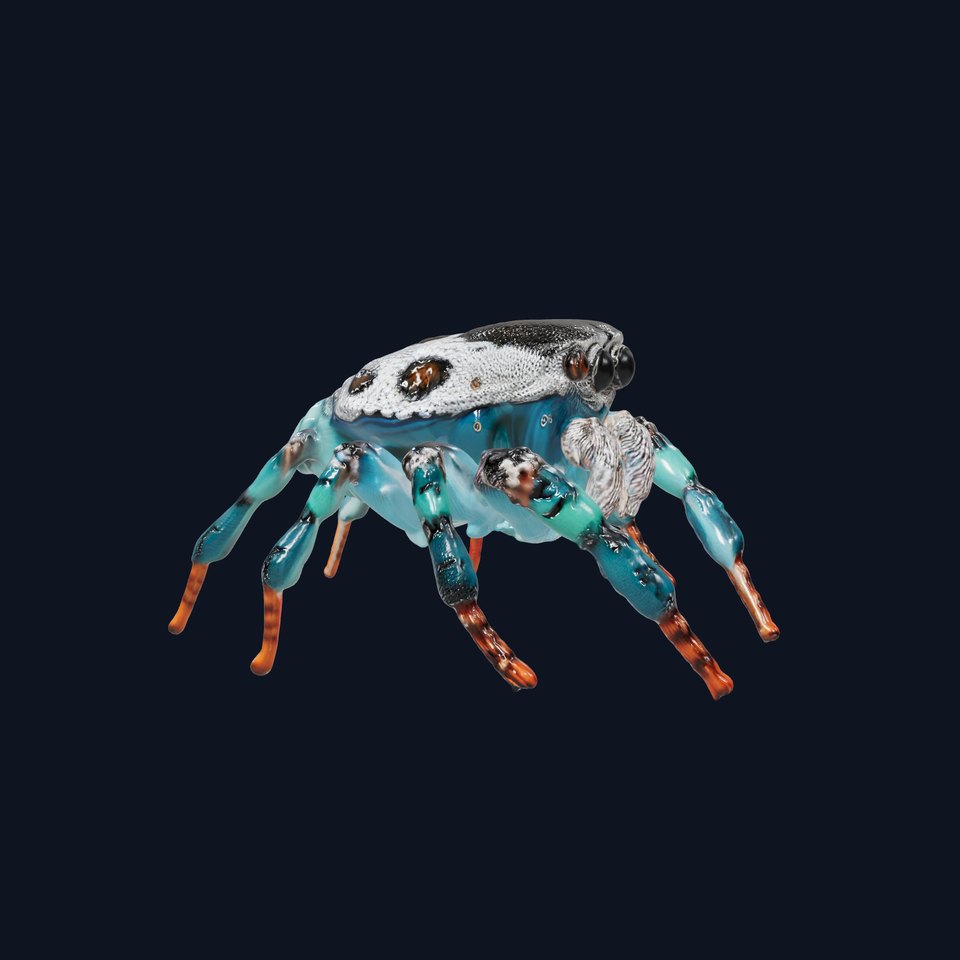 Vivid Peacock Spider model pack
