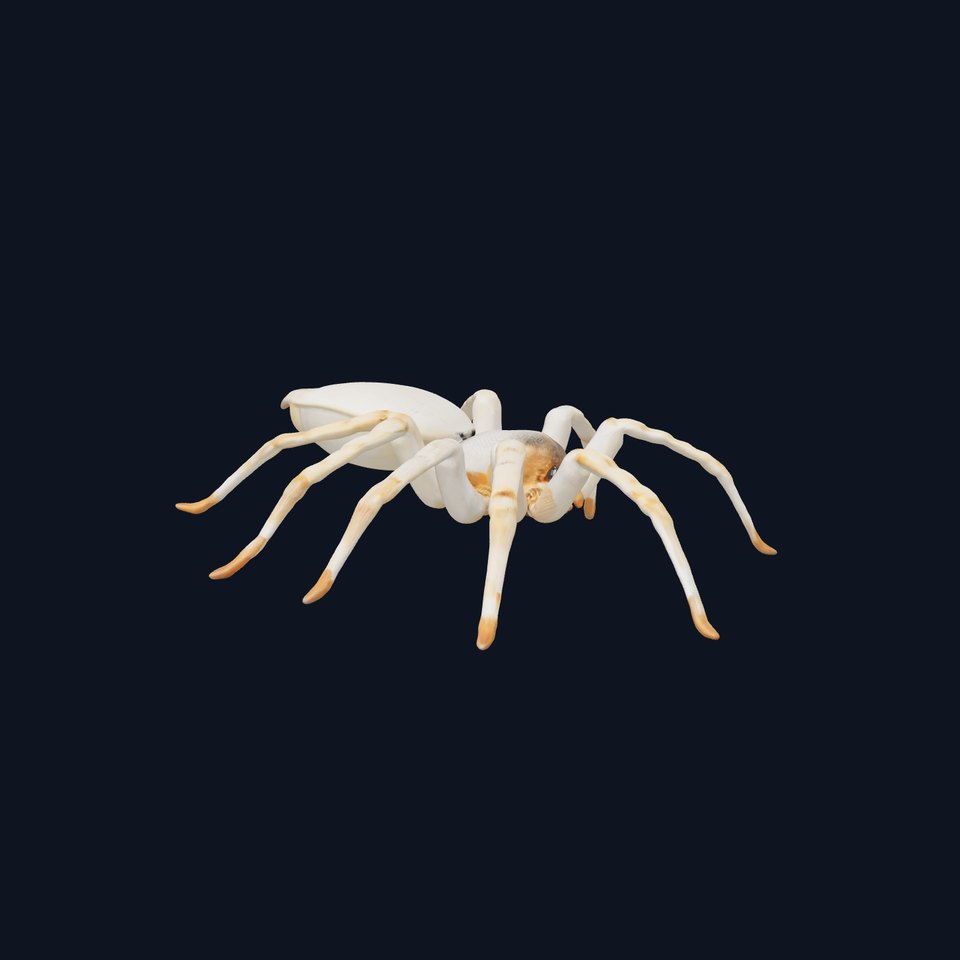 White Spider Arachnid model pack