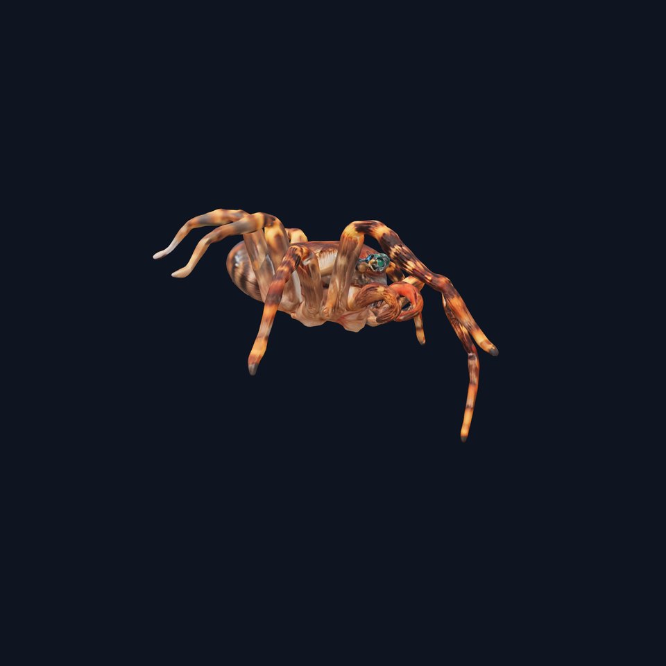 Spotted Tarantula model pack