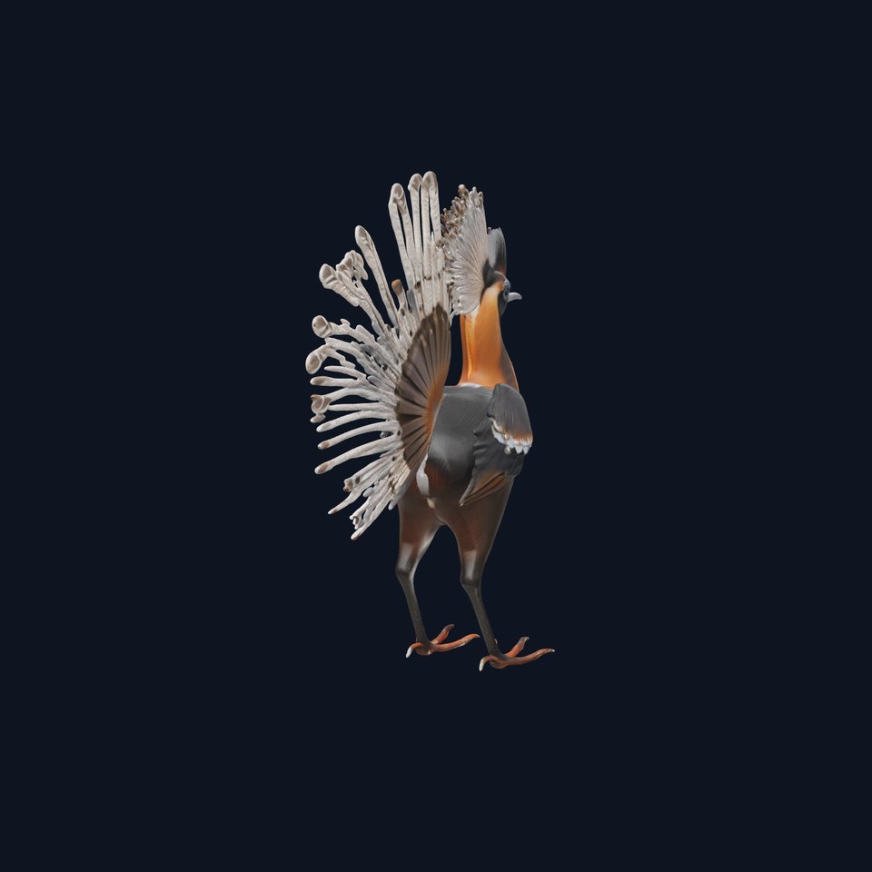 Elegant Crested Bird model pack