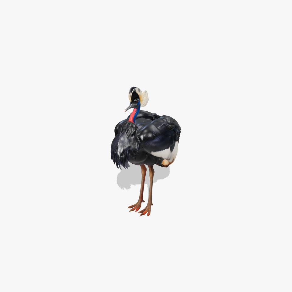 Majestic Gray Crowned Crane model pack