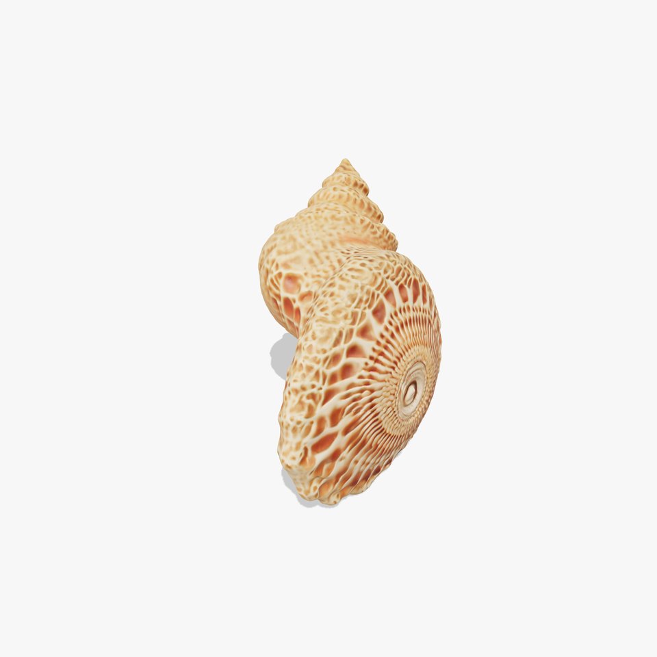 Textured Ocean Shell model pack