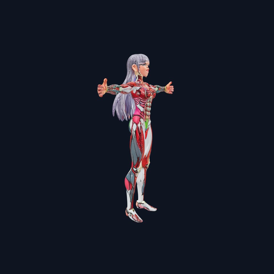 Anatomical Female Figure model pack
