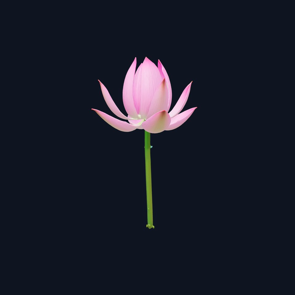 Pink Lotus Blossom model pack