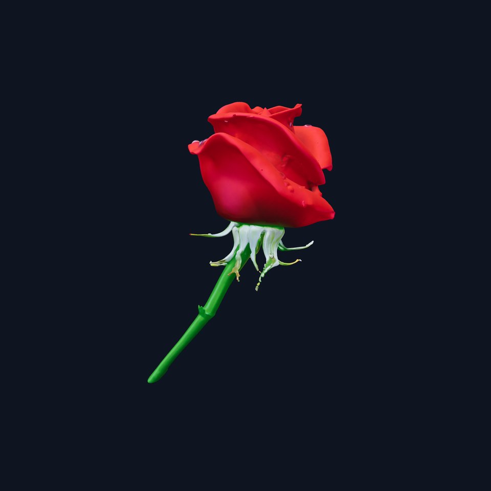 Red Rose Blossom model pack