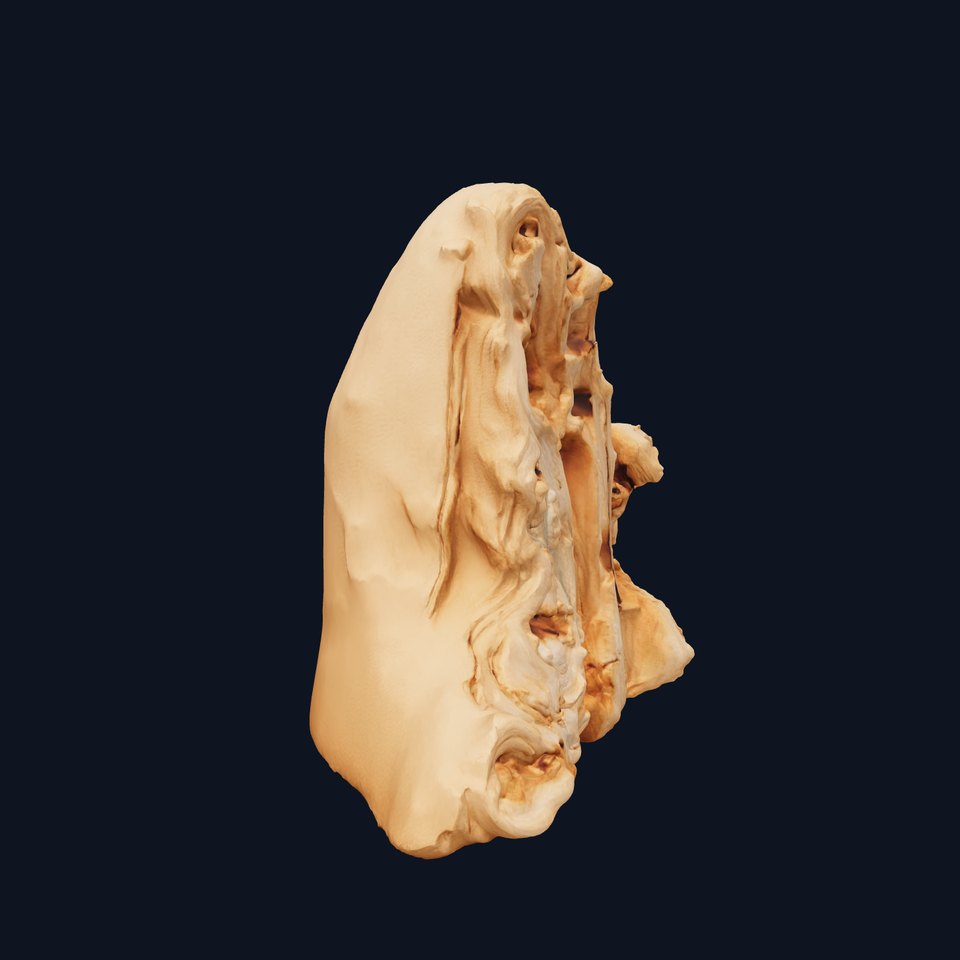 Natural Driftwood Rock model pack