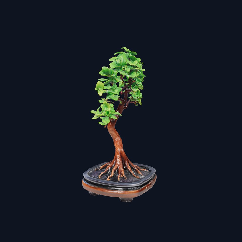 Elegant Bonsai Tree model pack