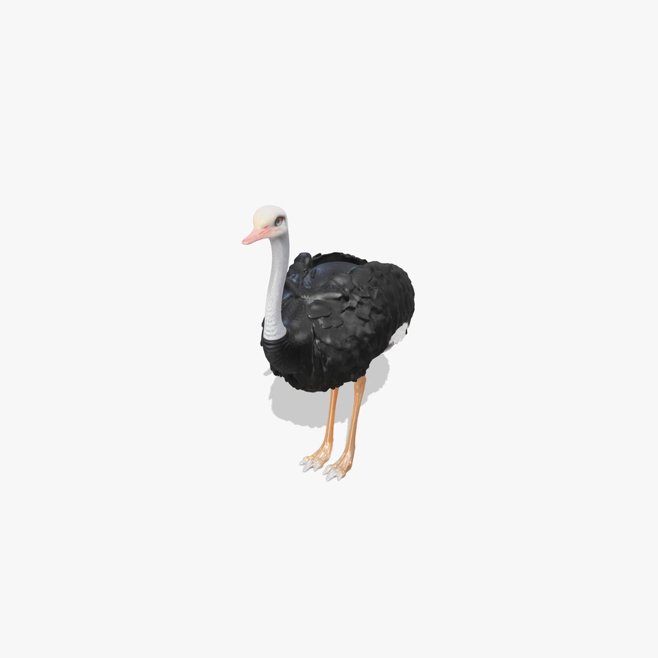 Realistic Ostrich 3D Model High Detail Rendering