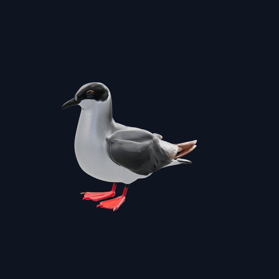 3D Realistic Seagull Bird Model with PBR Textures