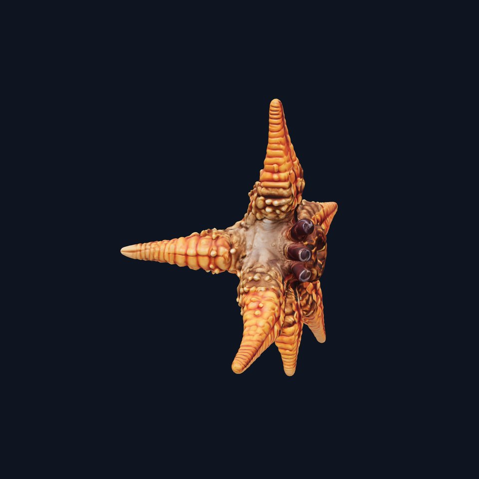 Sunflower Star Marine Creature Model with Detailed Texture