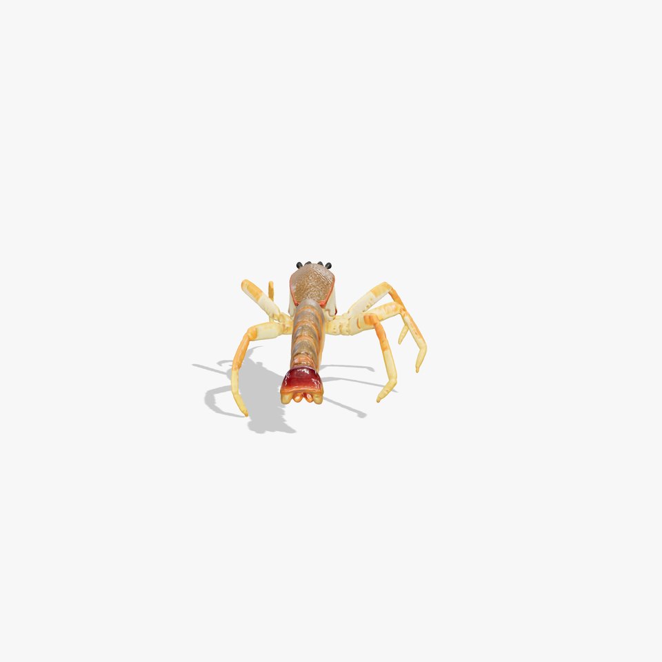 Japanese Spider Crab 3D Model with Spindly Legs