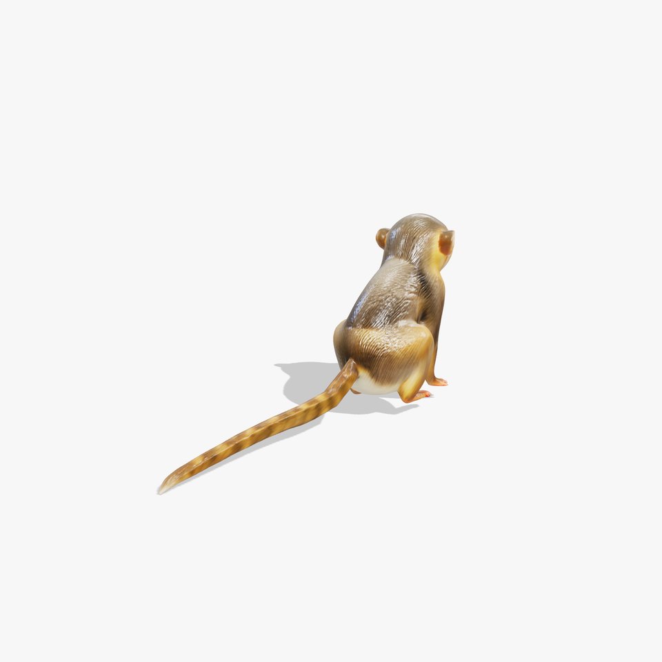Miniature Marmoset with Soft Fur and Tufted Ears 3D Model