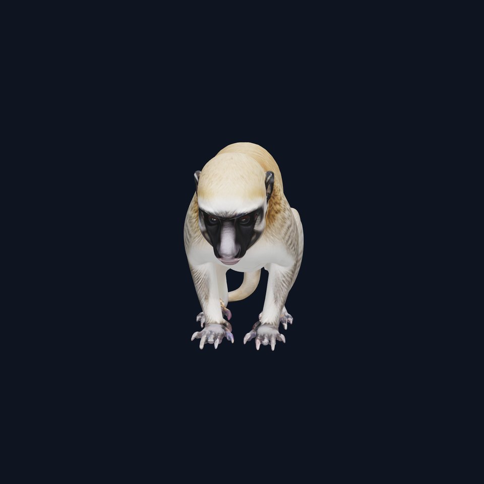 Realistic Vervet Monkey 3D Model with Detailed Fur