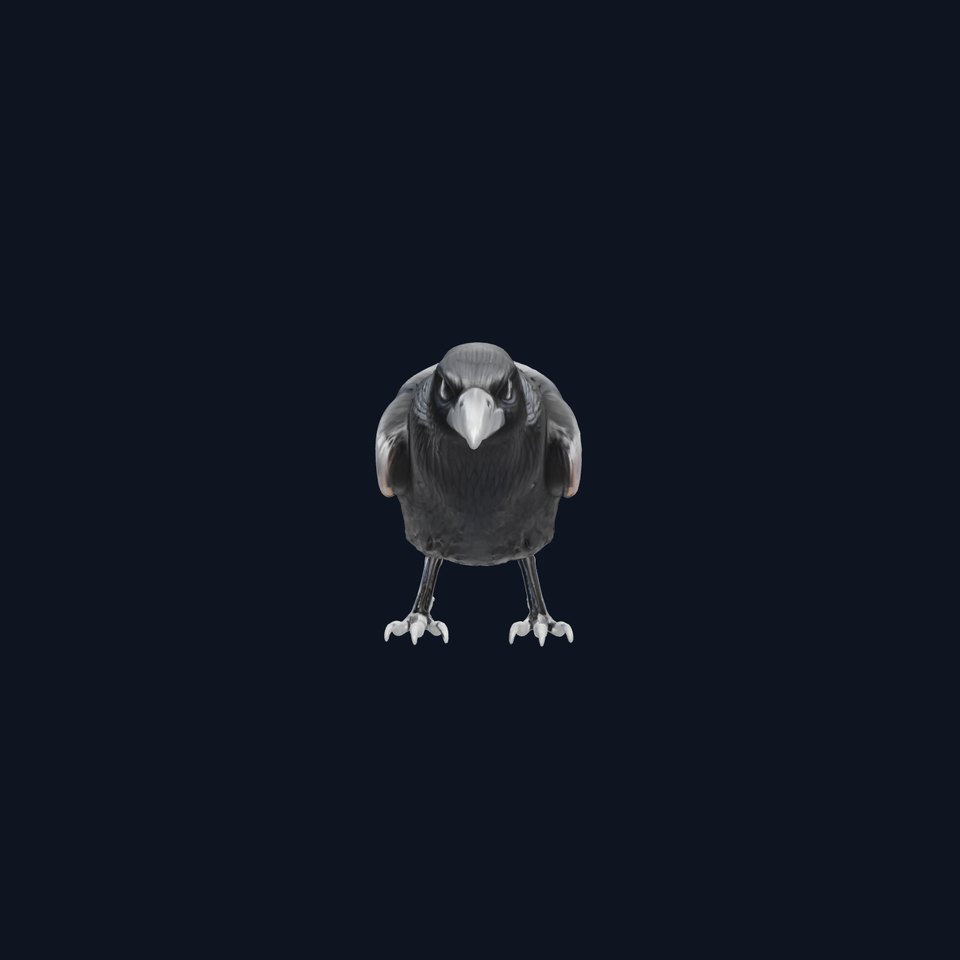 Realistic Raven Bird 3D Model