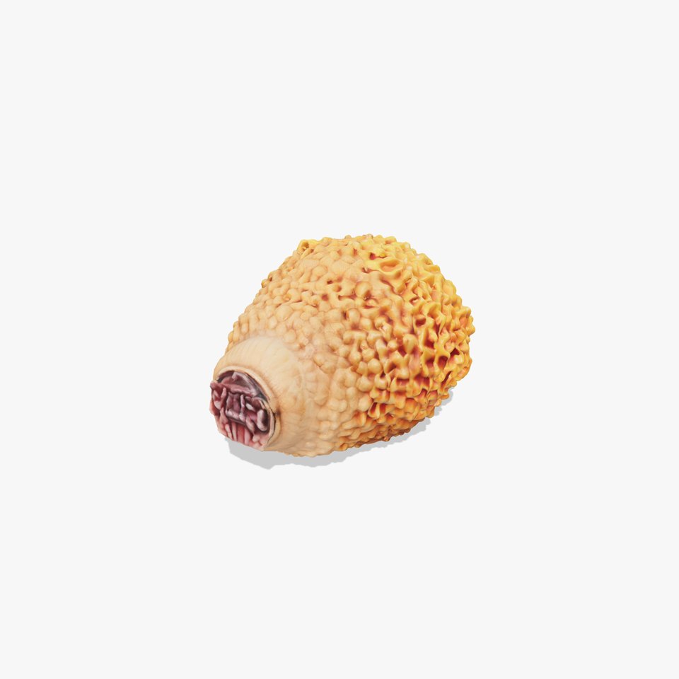 Morel Mushroom Detailed Texture model pack