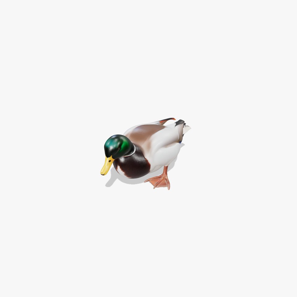 Mallard Duck Realistic Pose model pack