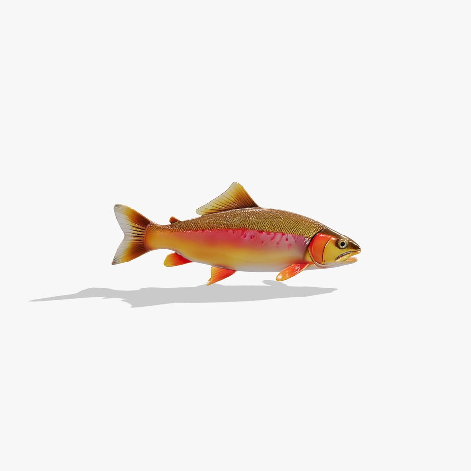 Golden Trout Freshwater Fish Realistic 3D model pack