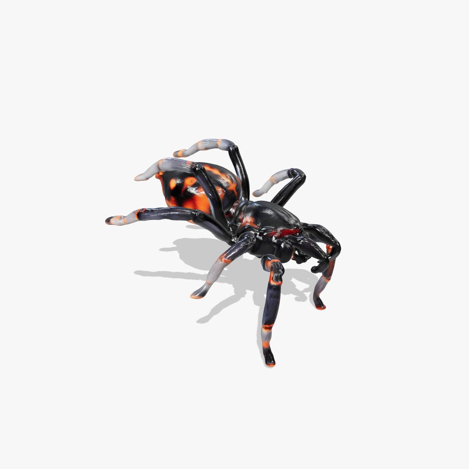 Sydney Funnel-Web Spider Realistic model pack