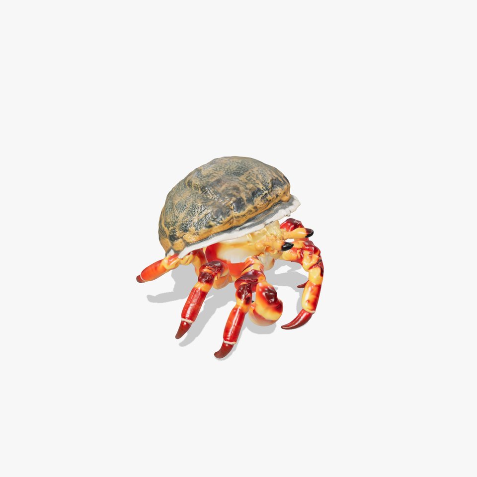 Hermit Crab Detailed Marine Creature model pack