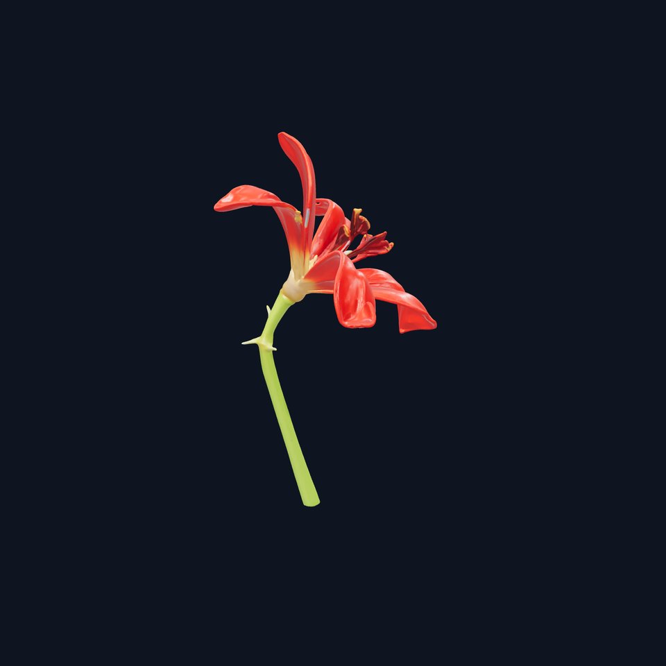 Dwarf Lily Realistic Flower Model Pack