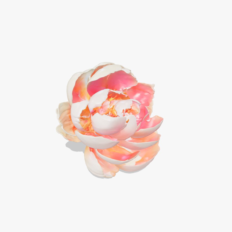 Bicolor Peony Soft Hue model pack