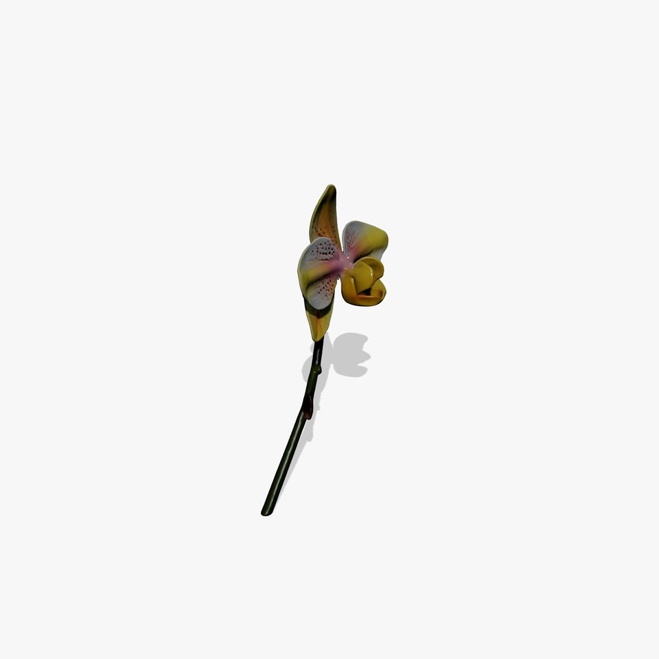 Vivid Yellow Oncidium Orchid Blossom model pack