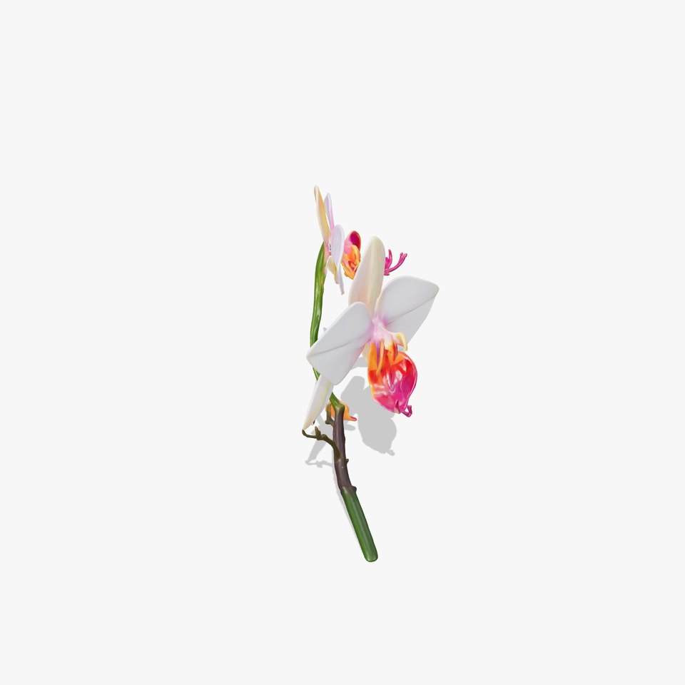 Dendrobium Orchid Floral Diversity model pack
