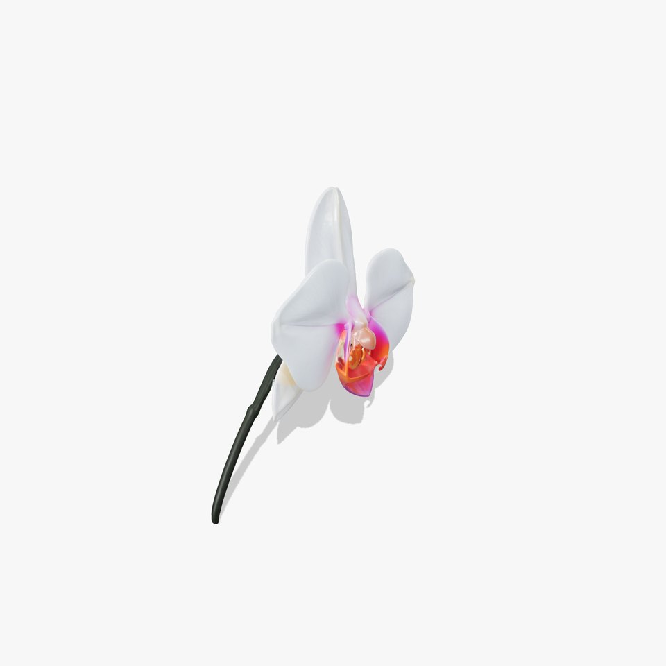 Phalaenopsis Orchid Floral Arrangement model pack
