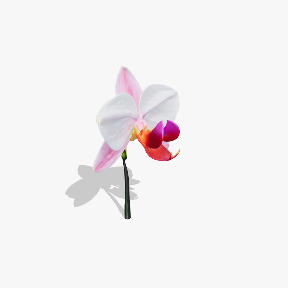 Cymbidium Elegant Petal Orchid 3D Model Pack