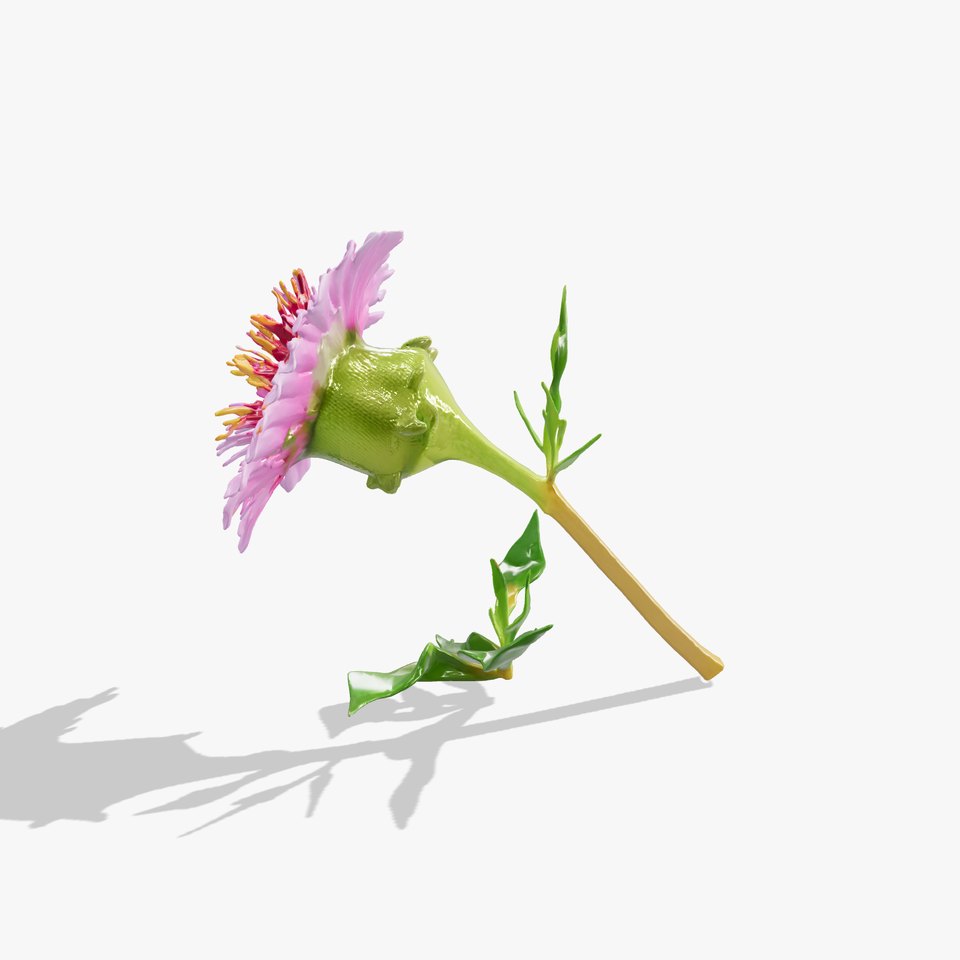 Dwarf Cornflower Realistic Texture Model Pack