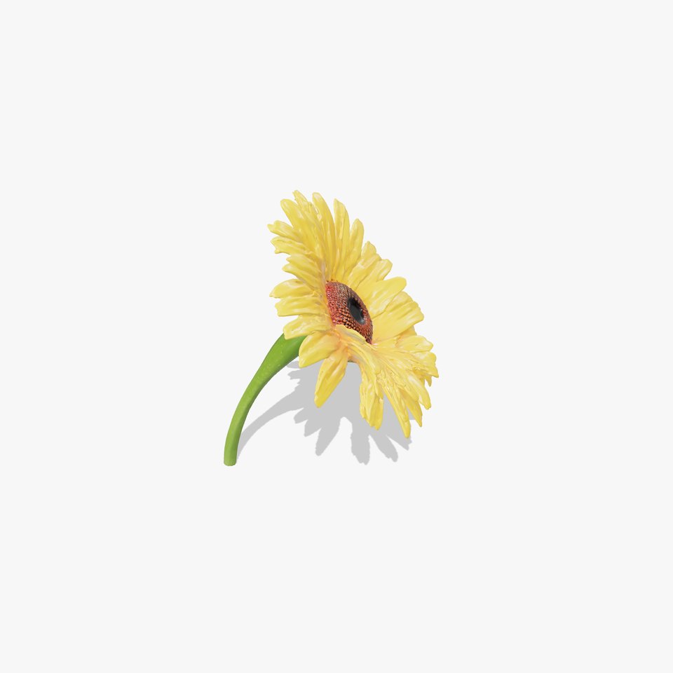 Leucanthemum Yellow Flower Model Pack