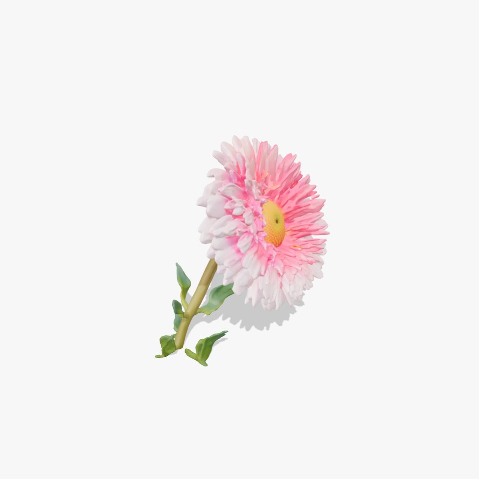 Leucanthemum Double Petals Flower Model Pack