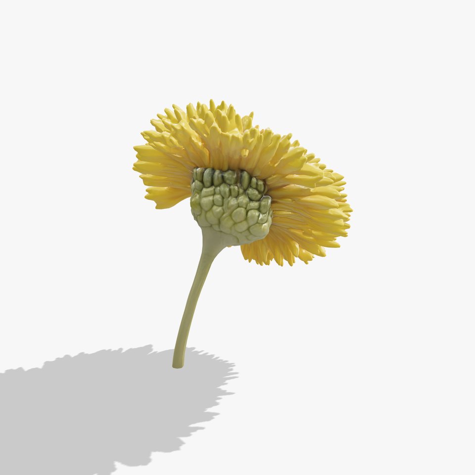 Chrysanthemum Yellow Sunlit Texture model pack