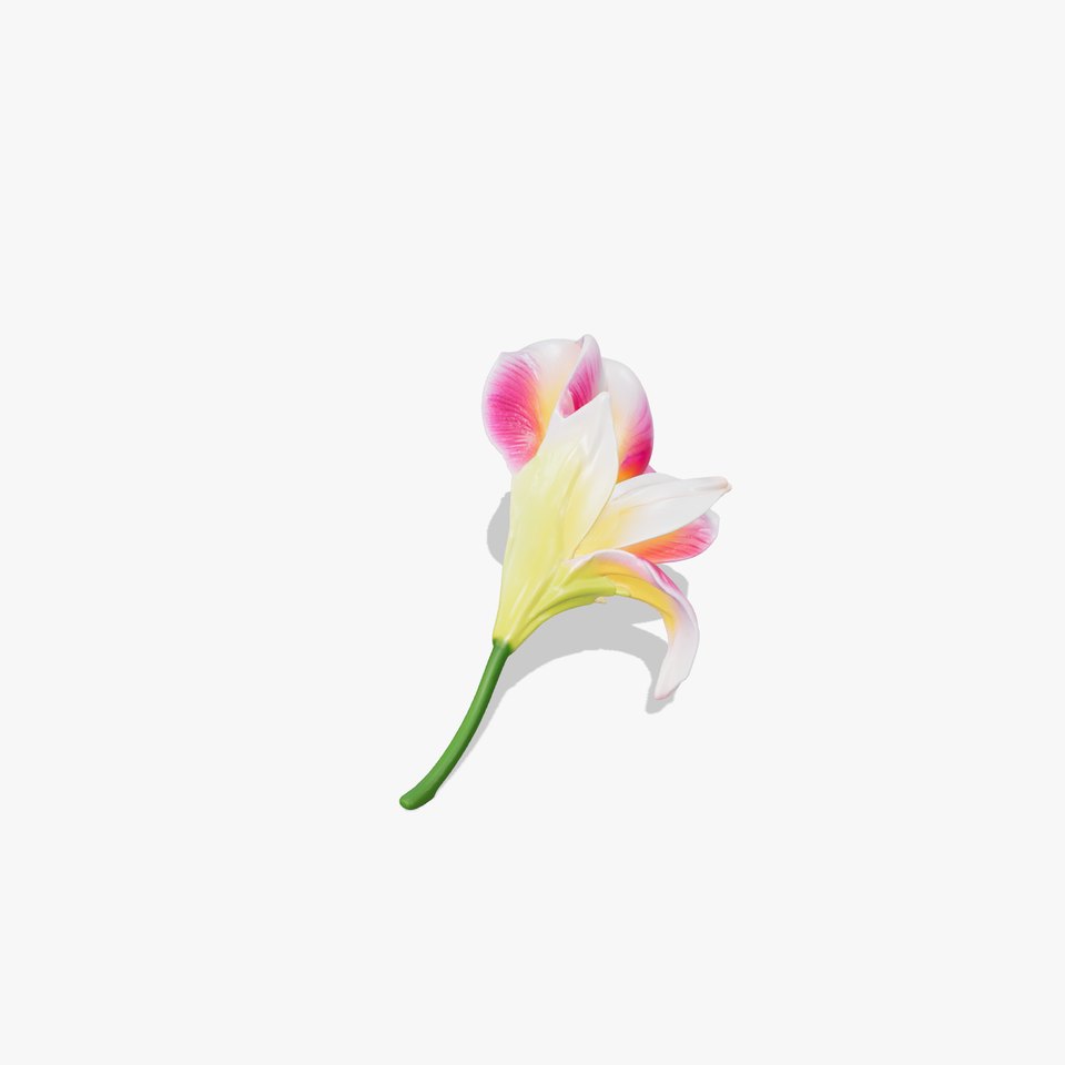 Freesia Bicolor Flower Realistic Petals Model Pack