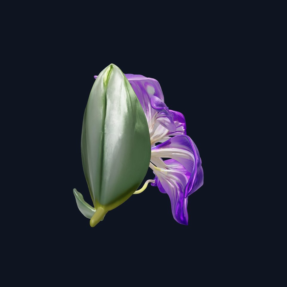 Freesia Purple Realistic Flower model pack