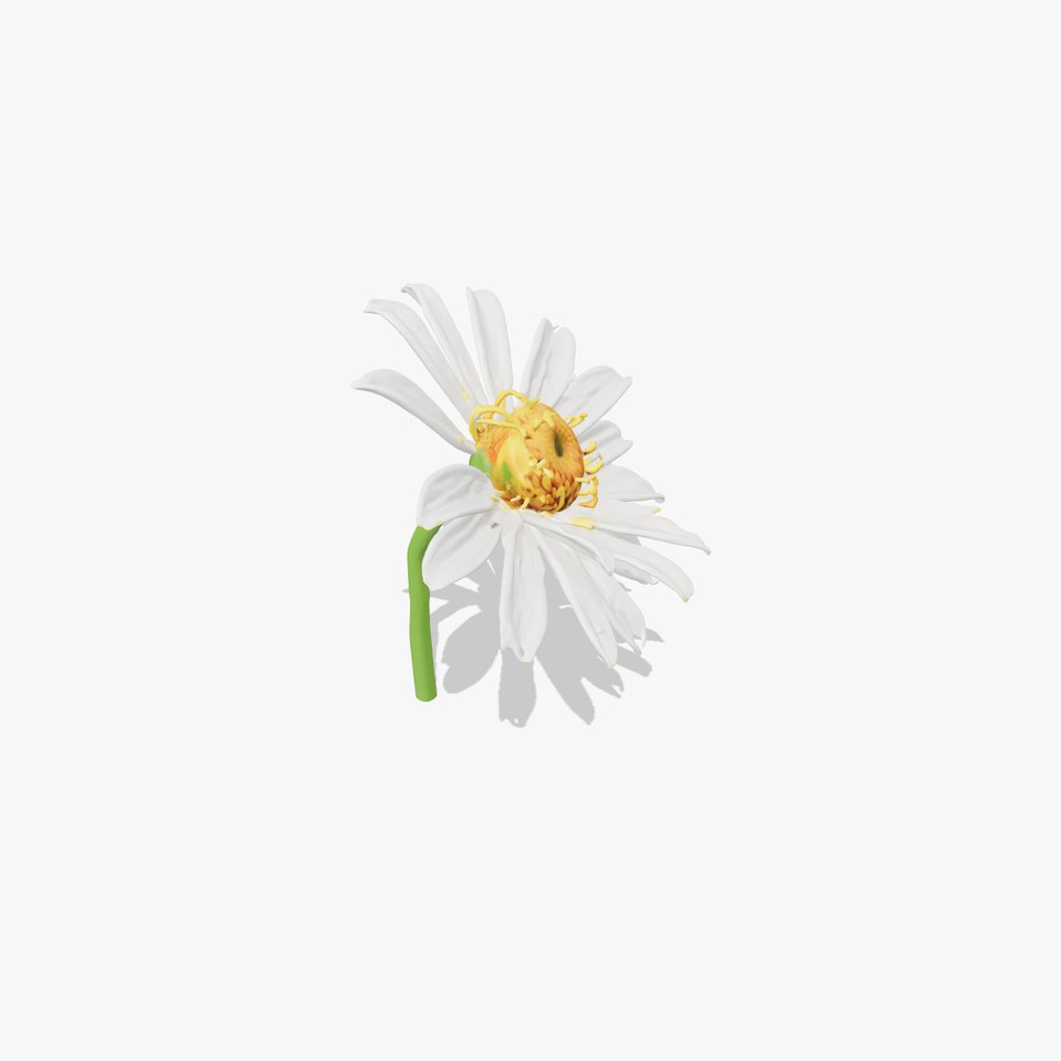 Lavandula White Flower Detailed Petals model pack