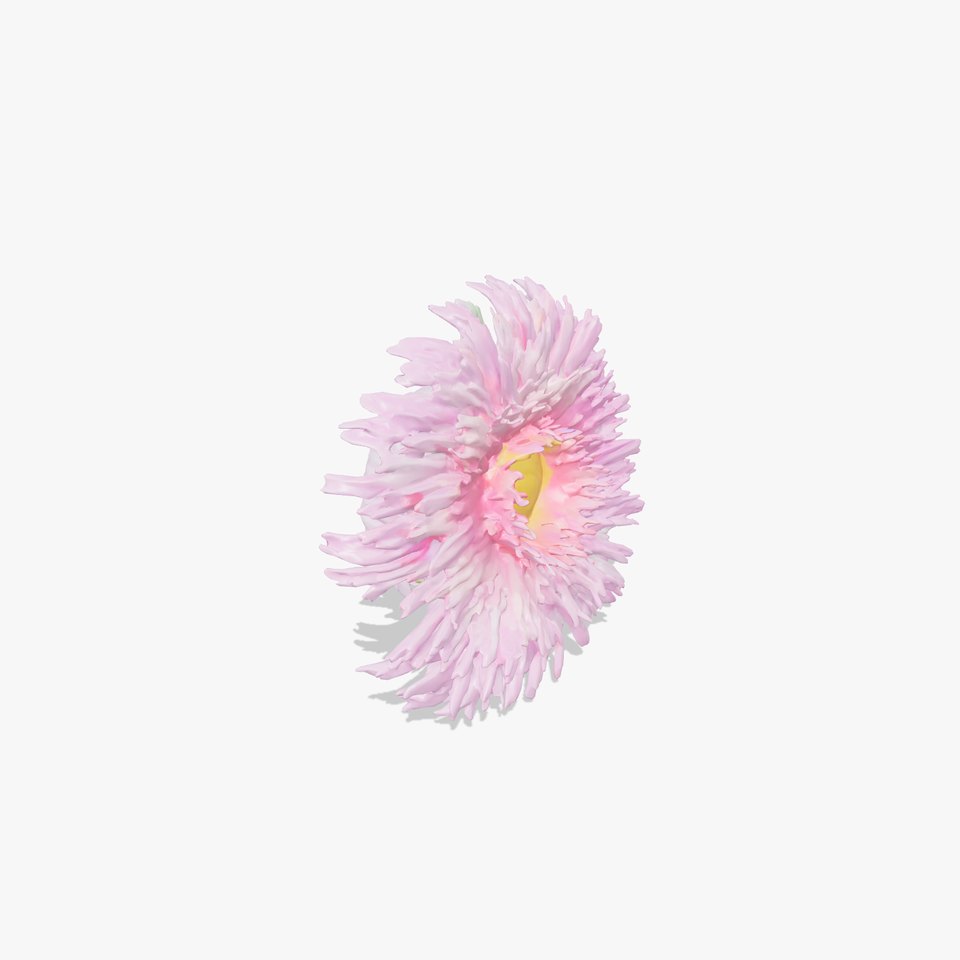 Aster Grandiflora Large Bloom Model Pack
