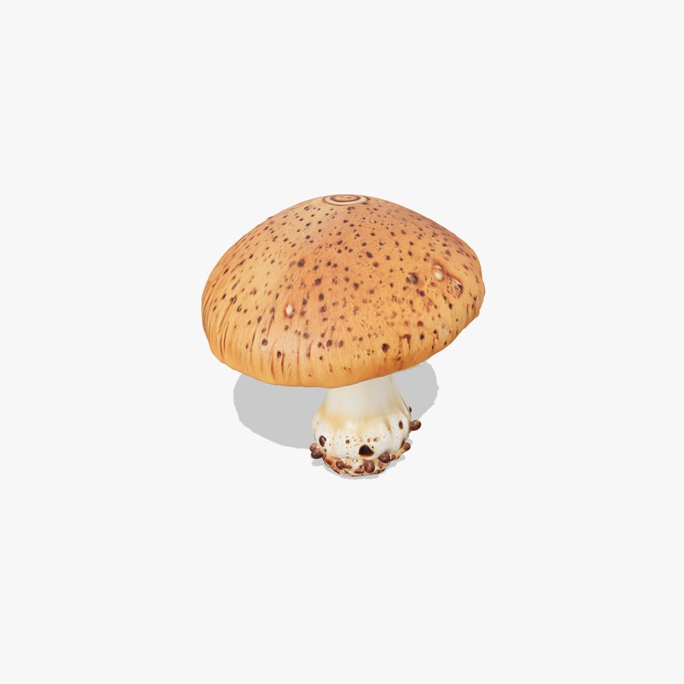 Giant Boletus Mushroom Realistic Textured model pack