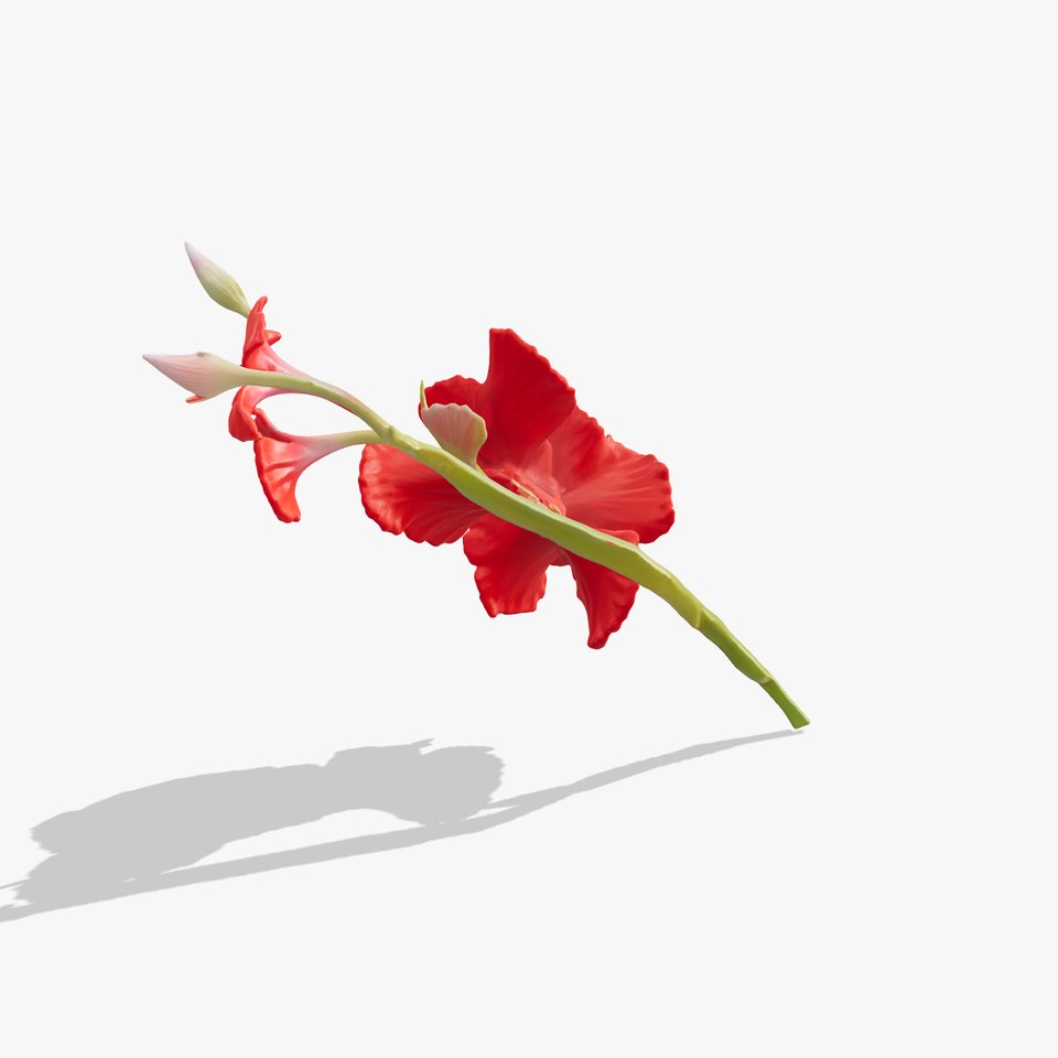 Gladiolus Red Bloom model pack