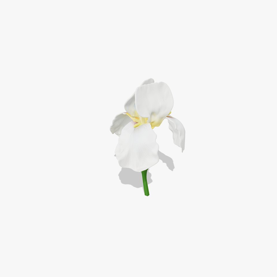 Iris White Flower Detailed Sculpture model pack
