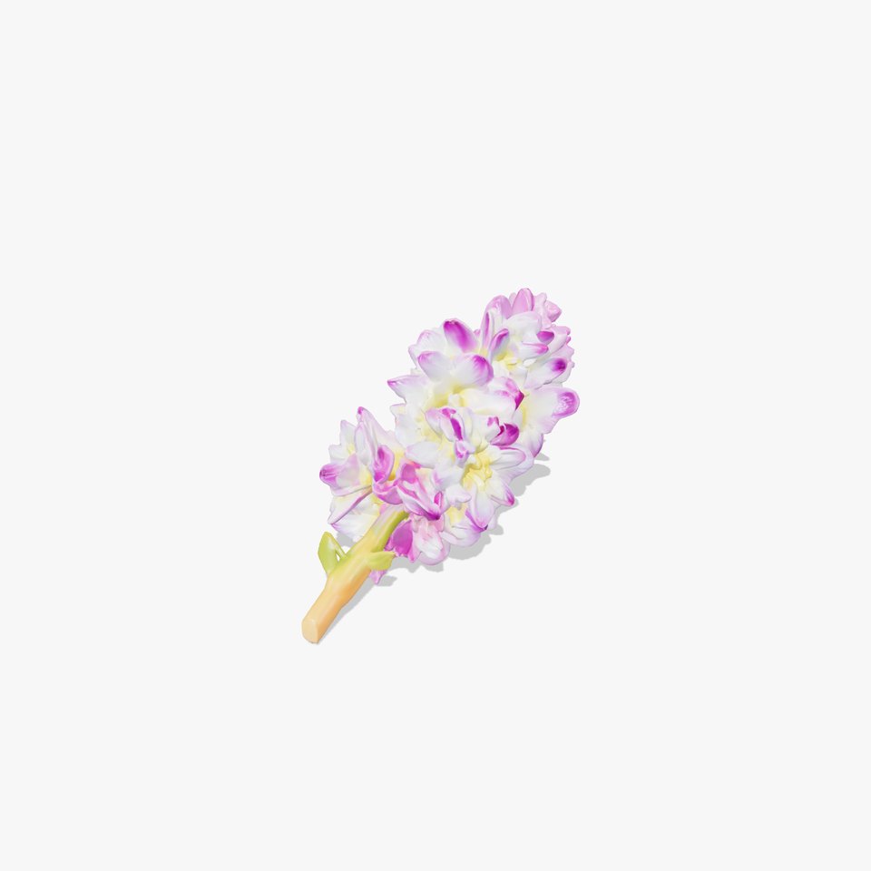 Bicolor Hyacinth Flower Gradient Petal model pack