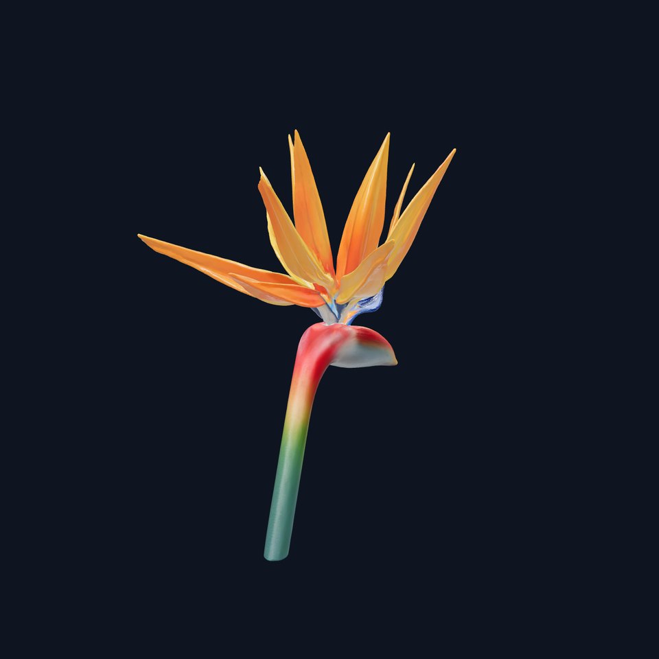 Strelitzia Bicolor Gradient Petal Sculpture Model Pack