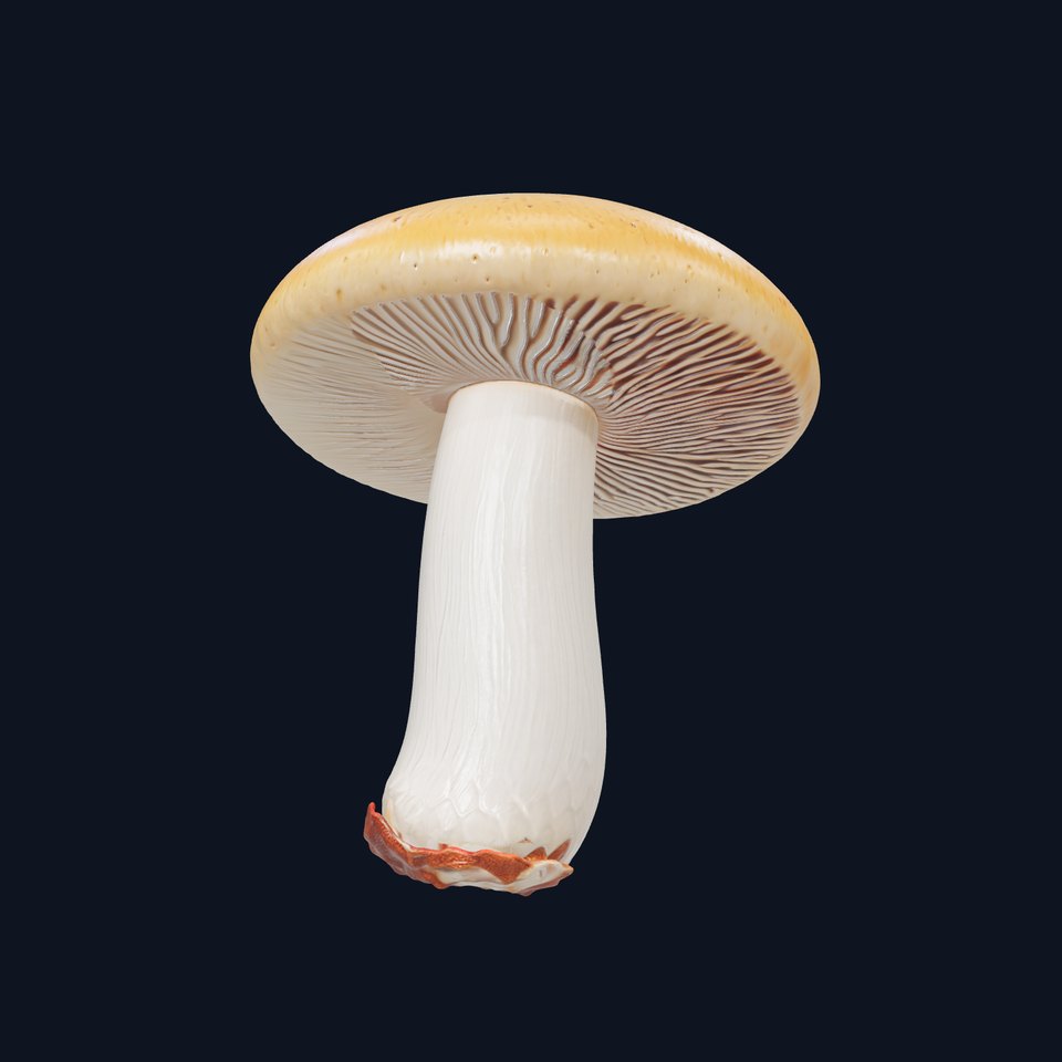 Young Boletus Mushroom Collection model pack