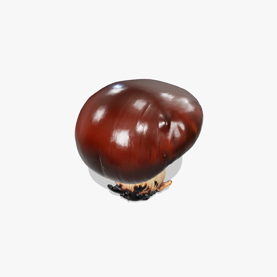 Forest Mushroom Realistic Model Pack